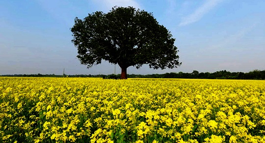 image-here